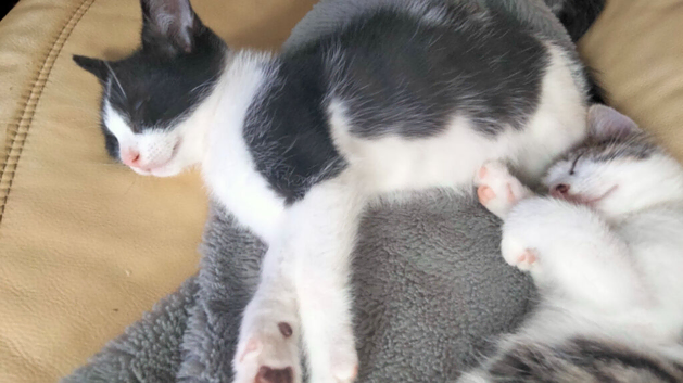 BEAUTIFUL KITTENS males and females