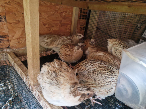 italian coturnix sparkly quails - jumbo