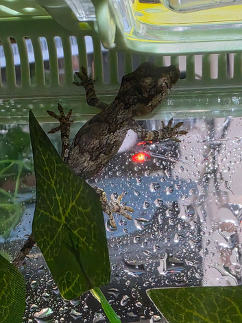 Baby gargoyle geckos