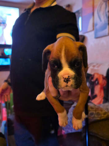 Kc boxers puppies for sale i male left