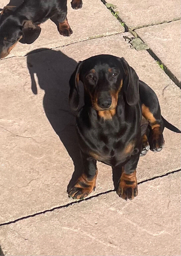 Dachshund