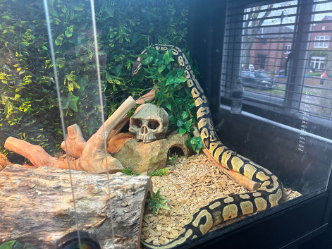 Ball python