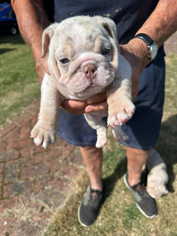 Stunning Rare silver/ lilac Bulldog Puppies
