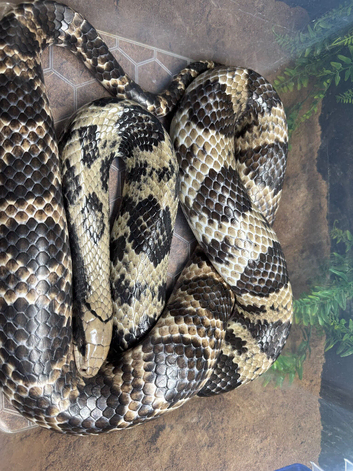 Adult female hypo false water cobra proven
