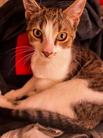 Tabby Kitten