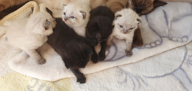 5 beautiful siamese cross burmese kittens