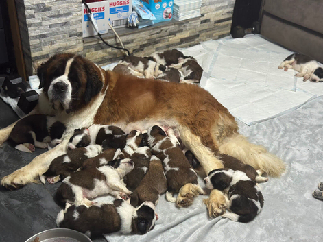 We have a amazing litter of Saint Bernards