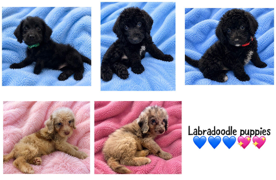 Labradoodle F1B Health clear pups