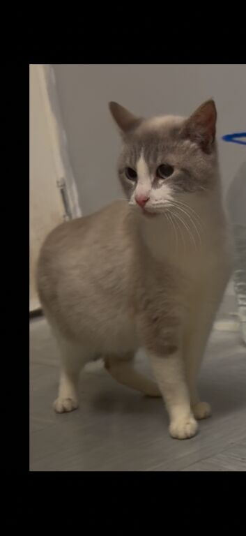 Adult Cross ragdoll male