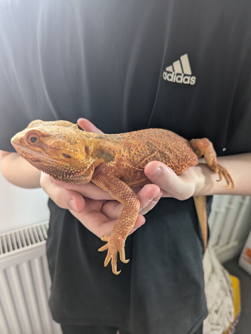 Red bearded dragon with vivarium