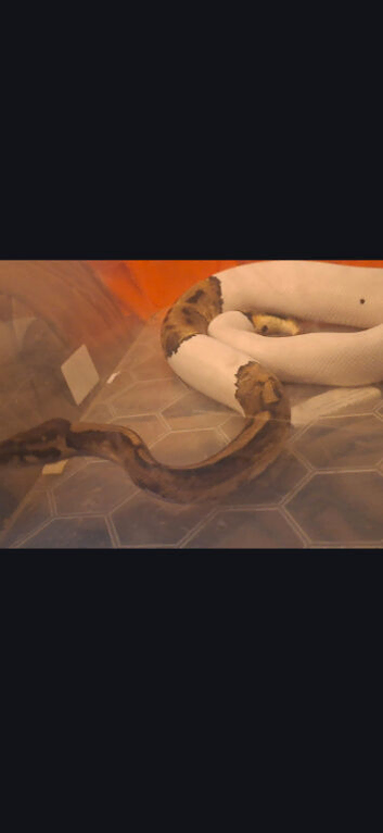Snake ball python