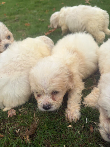 Cavapoochon puppies