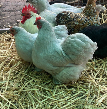 Lavender pekins POL hens
