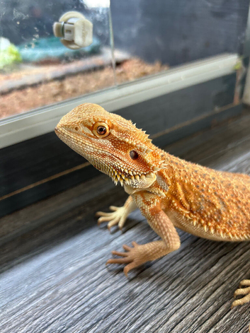 Female orange citrus bearded dragon