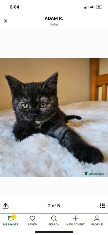Beautiful British short hair for sale