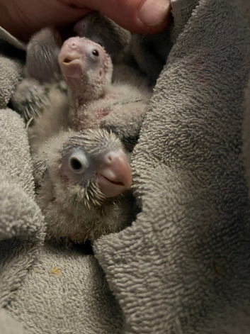 Hand Reared Pineapple Conures