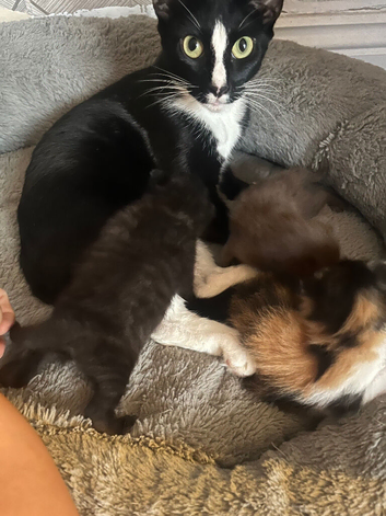 3 gorgeous kittens 2x boys 1 girls