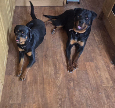Simba & Nala. 1 year old Rottweilers.