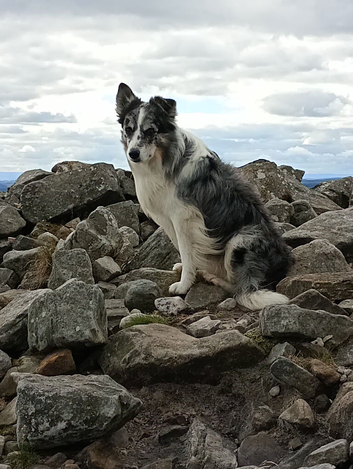 Blue merle border collie stud dog