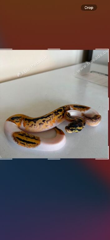 Royal snake