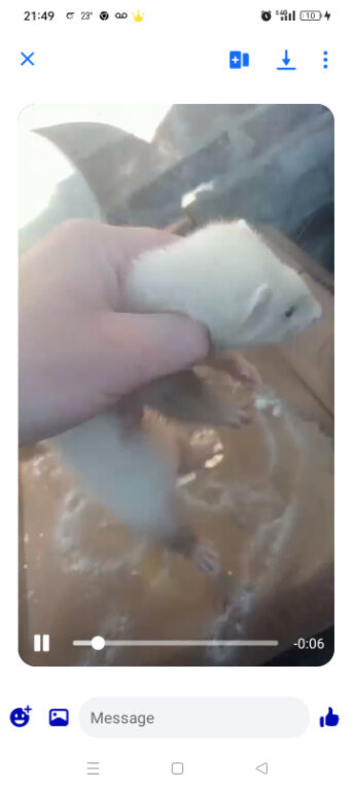 7 week old baby ferret out working line