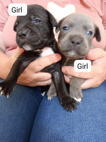 Beautiful Staffordshire pups