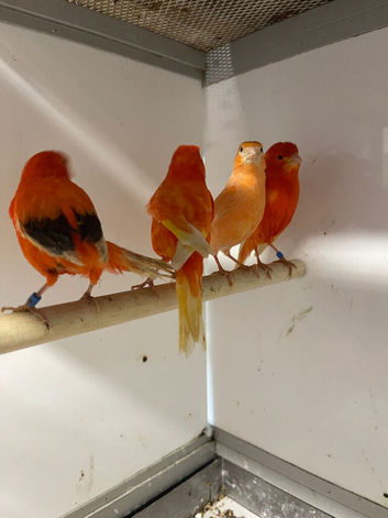 Breeding pairs of Red factors
