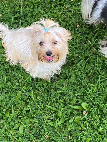 Yorkshire terrier boys