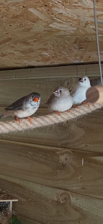 Zebra finch