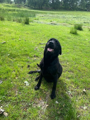 Black Labrador Female 27months old