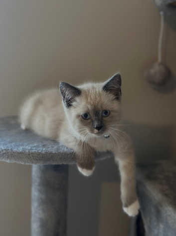 Beautiful Ragdoll kitten