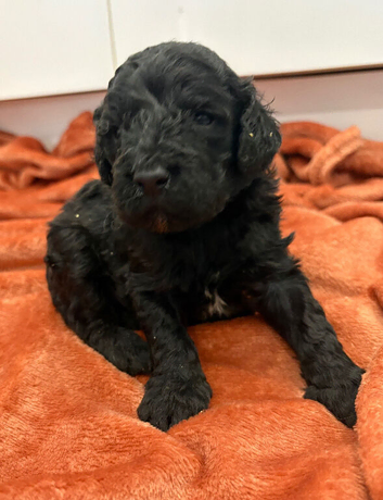 Miniature cockerpoo puppies