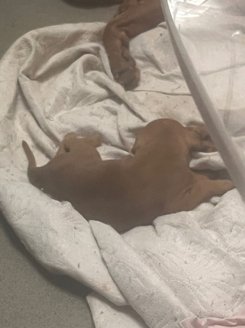 Last pup for sale