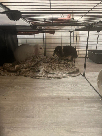 Female breeding mini lop