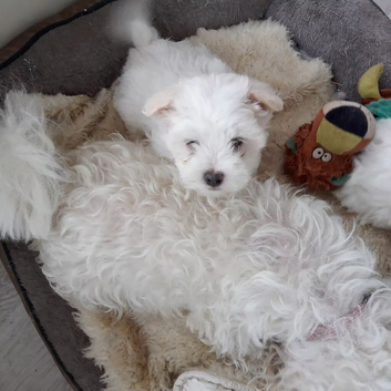 Adorable Maltese Puppies
