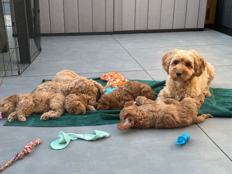 3 Toy Cockapoo Puppies Looking for Forever Homes!