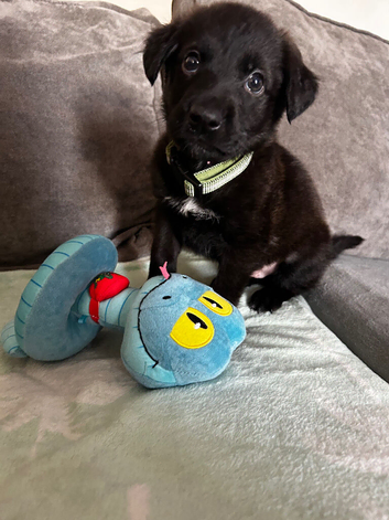 Shepador