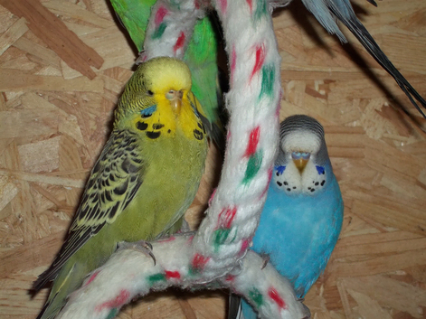 2025 BRED EXHIBITION BUDGIES