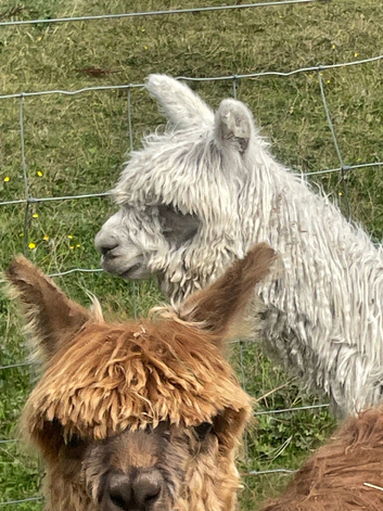 Beautiful young Suri Alpaca boys