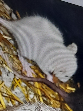 3 babies left ready to go now rest are sold 9 babies born this morning!