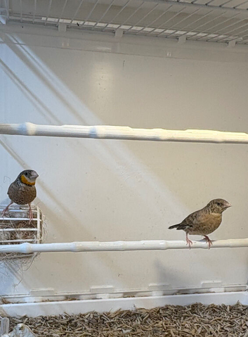 Young pair of cutthroat&rsquo;s