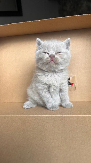 LILAC BSH MALE