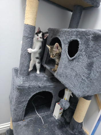 Beautiful kittens ready for their new homes