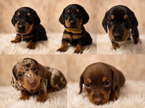 Kc registered miniature dachshunds