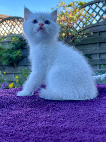 Golden Colourpoint Kittens