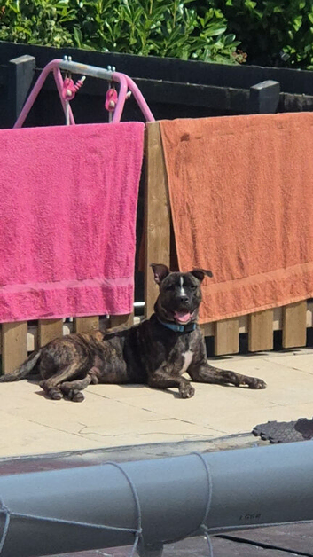 Sharpei cross staffy
