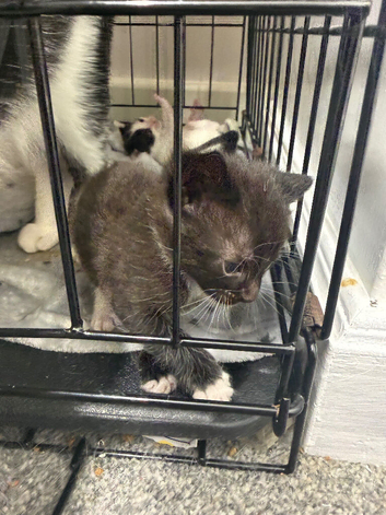 Two beautiful kittens