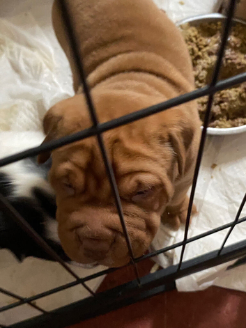 Shar-pei x Ridgeback mixed bread