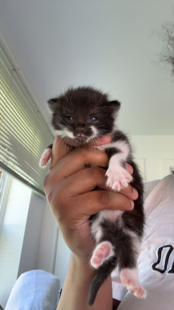 Mixed litter of kittens