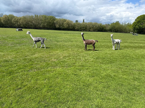 3 alpacas for sale x2 female x1 male